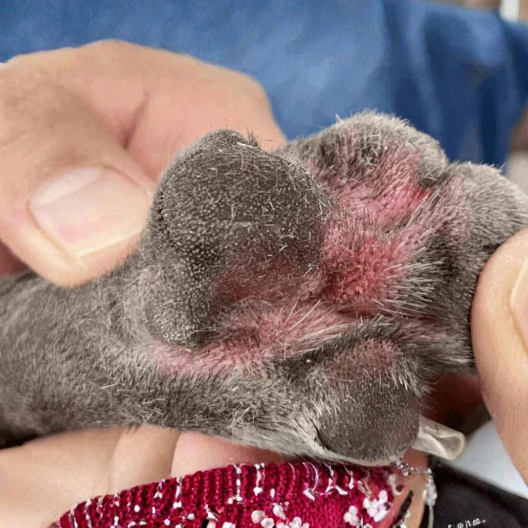 Paw Anti-Itch Drops - Fast Relief From Yeast Infection